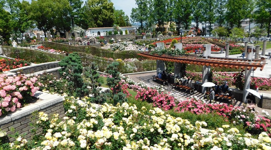 🌹 아라마키 장미공원 (아라마키바라코엔) 이미지 9